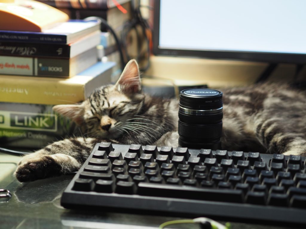 Chat se trouvant devant l'ordinateur avec l'épuisement photographique d'objectif d'appareil-photo