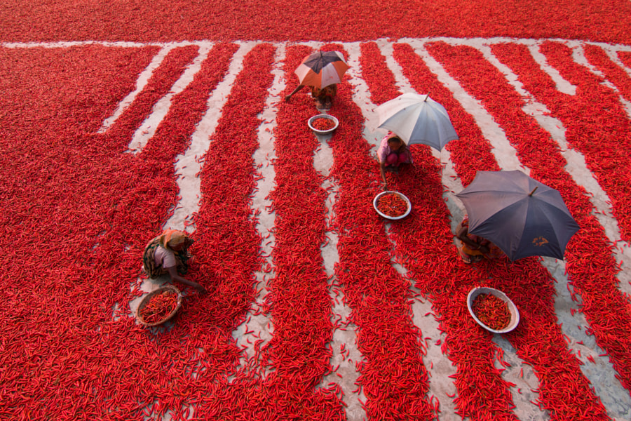 Cueilleurs de piments rouges par Azim Khan Ronnie sur 500px.com