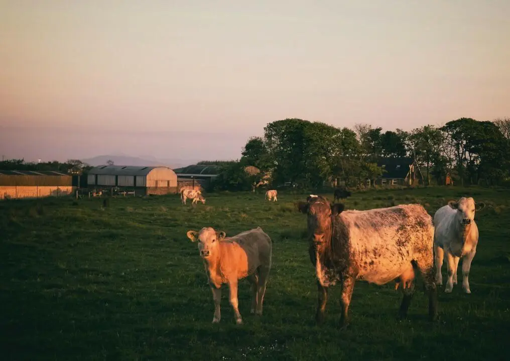 vache irlandaise